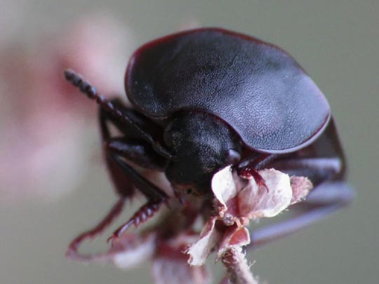 Silpha tristis