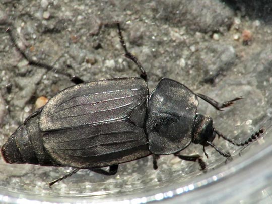Silpha tristis