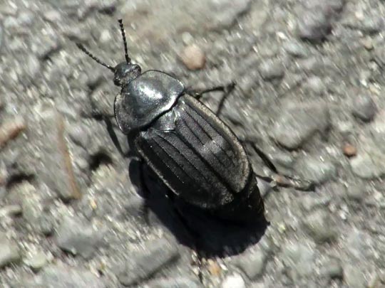 Silpha tristis
