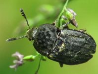 Thanatophilus sinuatus