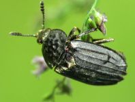 Thanatophilus sinuatus