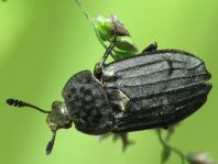 Thanatophilus sinuatus
