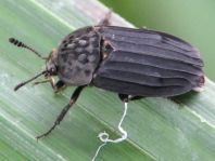 Thanatophilus sinuatus
