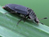 Thanatophilus sinuatus