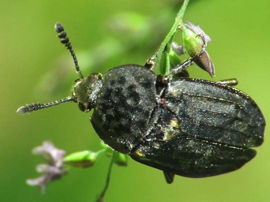 Thanatophilus sinuatus