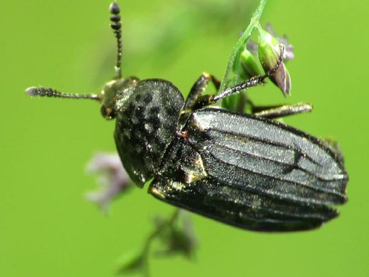 Thanatophilus sinuatus