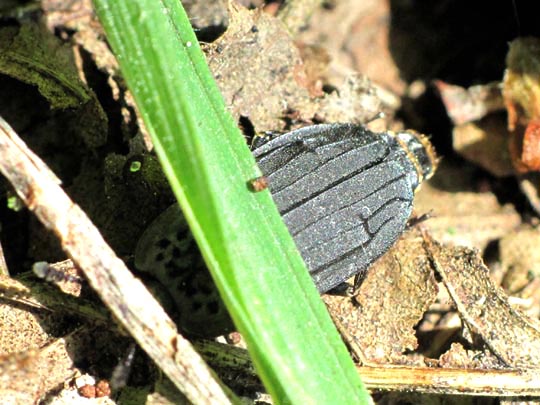 Thanatophilus sp.
