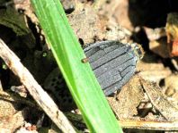 Thanatophilus sp.