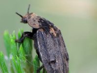 Thanatophilus dispar