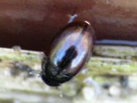 Käfer, Coleoptera