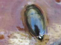 Käfer, Coleoptera