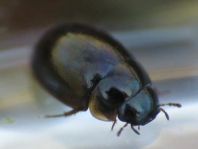 Käfer, Coleoptera