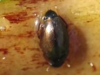 Käfer, Coleoptera