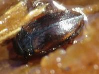 Käfer, Coleoptera