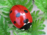 Käfer, Coleoptera