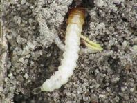 Käfer, Coleoptera