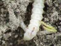 Käfer, Coleoptera