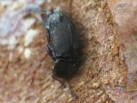 Käfer, Coleoptera