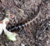 Käfer, Coleoptera