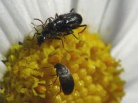 Käfer, Coleoptera