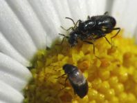 Käfer, Coleoptera