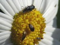 Käfer, Coleoptera