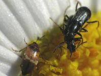Käfer, Coleoptera