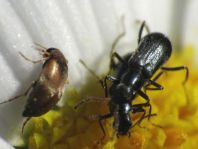 Käfer, Coleoptera