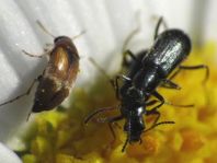 Käfer, Coleoptera