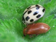 Käfer, Coleoptera