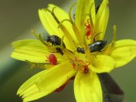 Käfer, Coleoptera