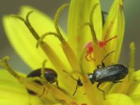 Käfer, Coleoptera