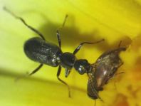 Käfer, Coleoptera