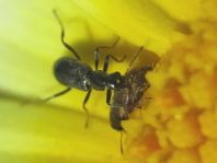 Käfer, Coleoptera