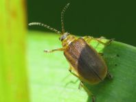 Käfer, Coleoptera