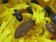 Käfer, Coleoptera