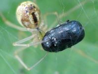 Käfer, Coleoptera