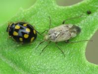 Käfer, Coleoptera