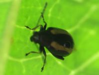 Käfer, Coleoptera