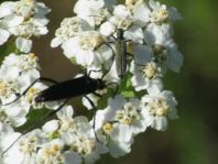 Käfer, Coleoptera