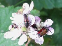 Käfer, Coleoptera