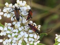 Käfer, Coleoptera