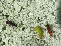 Käfer, Coleoptera