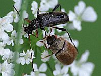 Käfer, Coleoptera