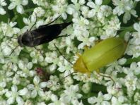 Käfer, Coleoptera
