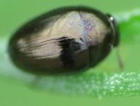 Käfer, Coleoptera