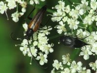 Käfer, Coleoptera