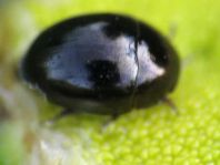 Käfer, Coleoptera