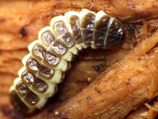 Käfer, Coleoptera