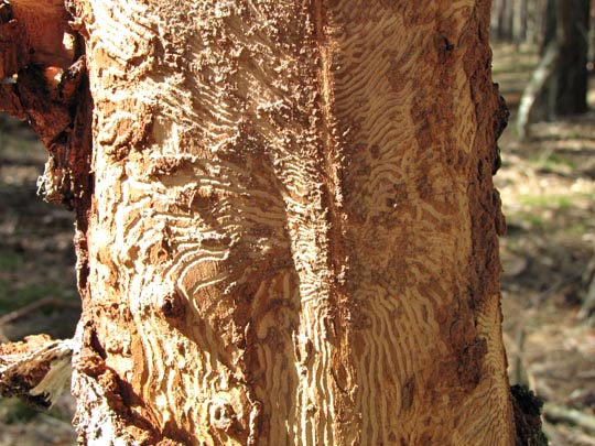 Käfer, Coleoptera